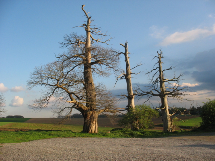 Mehr als 200 Jahre alte Kastanien vor den s&uuml;dlichen Mauern Hougoumonts
    mit zahlreichen Einschussl&ouml;chern der Schlacht.